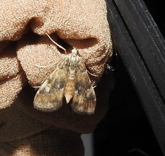 Elophila occidentalis