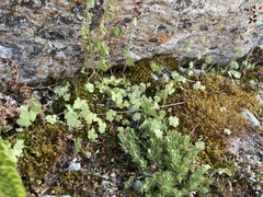 Saxifraga cernua