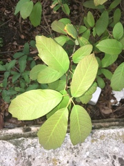 Frangula caroliniana