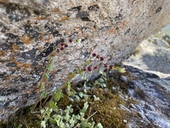 Saxifraga cernua