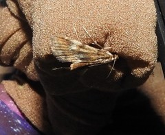 Elophila occidentalis