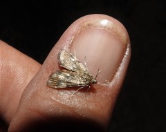 Elophila occidentalis