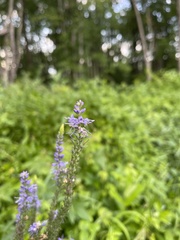 Veronica longifolia
