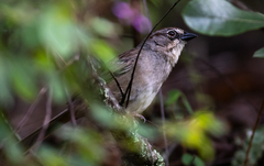 Aimophila notosticta