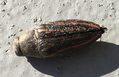 Buprestis lineata