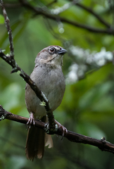 Aimophila notosticta