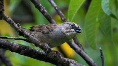 Aimophila notosticta