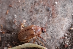 Amphimallon solstitiale