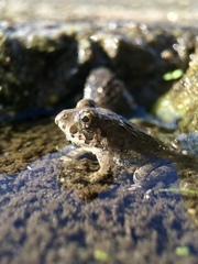 Fejervarya kawamurai