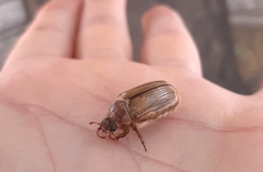 Amphimallon solstitiale