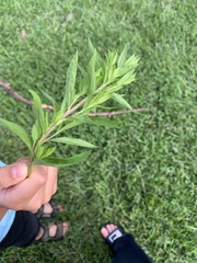 Lysimachia clethroides