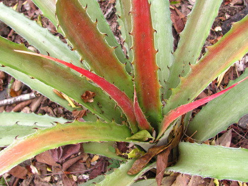 piñuela