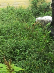 Sporophila torqueola