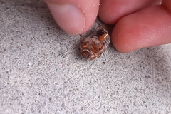 Amphimallon solstitiale