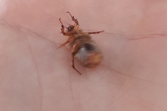 Amphimallon solstitiale