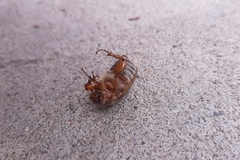 Amphimallon solstitiale