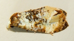 Phalonidia memoranda