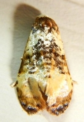 Phalonidia memoranda