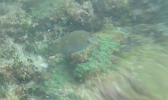Acanthurus tractus