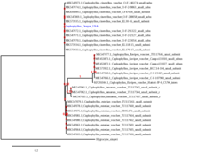 Cuphophyllus cinerellus
