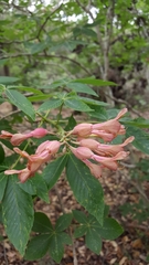 Aesculus pavia pavia