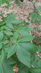 Aesculus pavia pavia