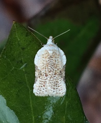 Acleris subnivana