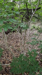 Aesculus pavia pavia