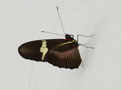 Heliconius clysonymus clysonymus
