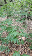 Aesculus pavia pavia