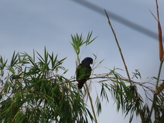 Pionus menstruus rubrigularis