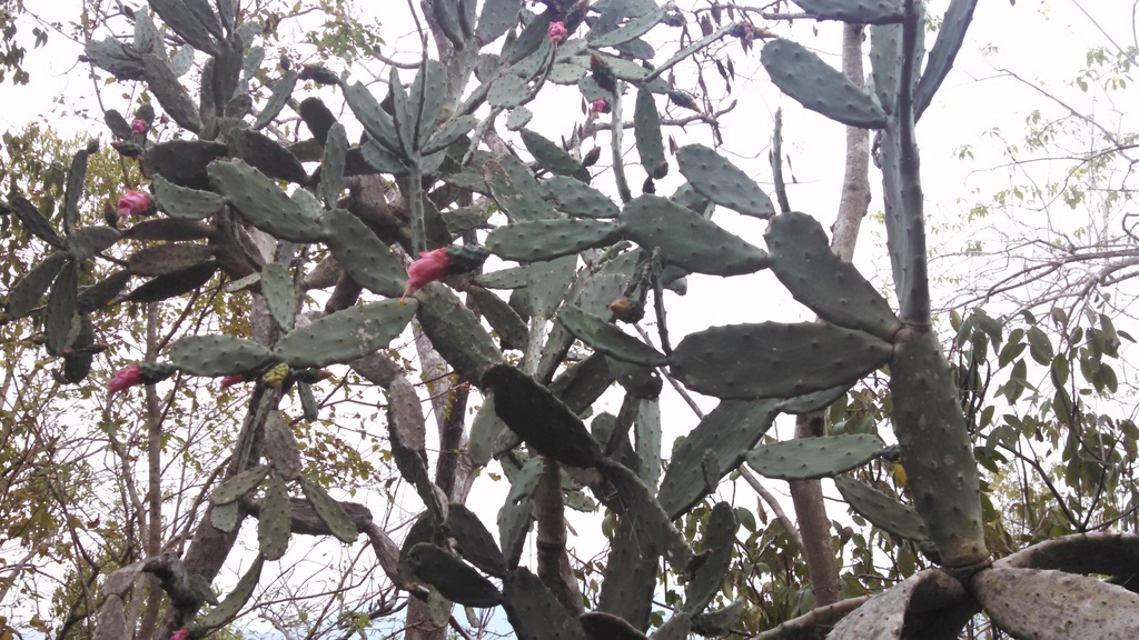 Opuntia karwinskiana