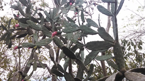 Bromelia / Gallito (Tillandsia spp)