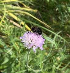 Bombus campestris
