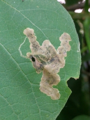 Amauromyza pleuralis