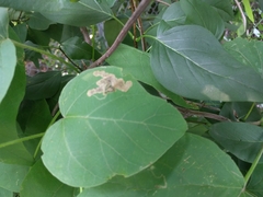 Amauromyza pleuralis