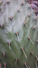 Opuntia fuliginosa
