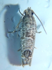 Pelochrista consobrinana