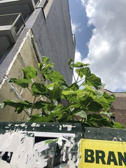 Paulownia tomentosa