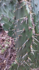 Opuntia fuliginosa