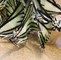 Protesilaus telesilaus