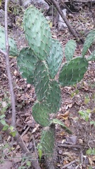 Opuntia fuliginosa