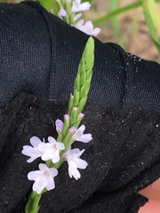 Verbena simplex