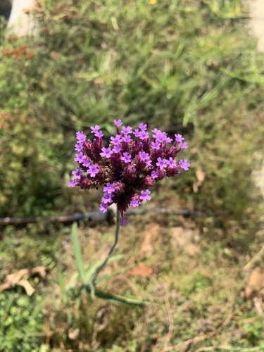 photo of Purpletop Vervain (Verbena bonariensis)