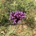 photo of Purpletop Vervain (Verbena bonariensis)