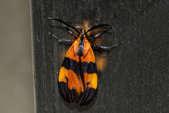 Correbidia terminalis