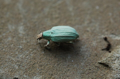 Compsus auricephalus