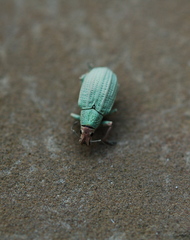 Compsus auricephalus