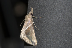 Hypena subidalis