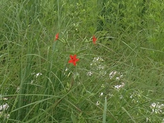Silene regia